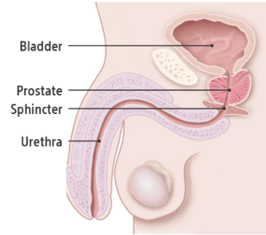 male anatomy.