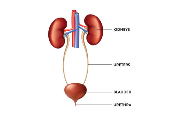 Men's Bladder And Bowel Conditions - National Association For Continence