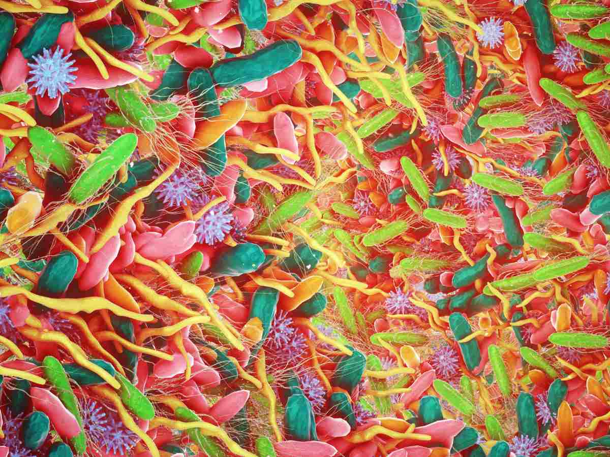 gut bacteria.